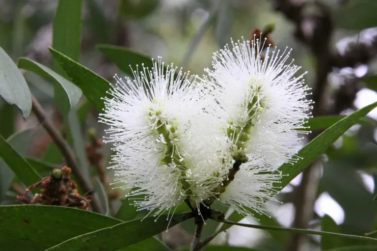 白千層的花