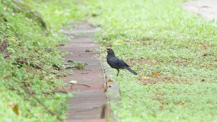 紫嘯鶇（黃嘴）