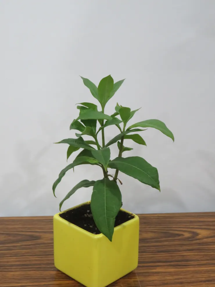 武崙社區發展協會110.10.22