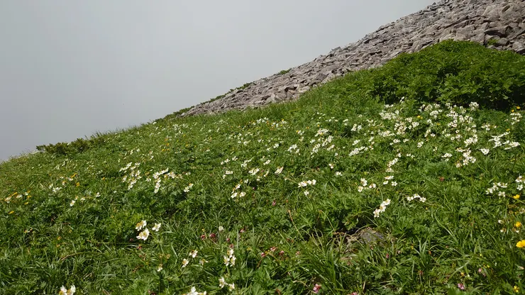 滿山坡的稚兒草
