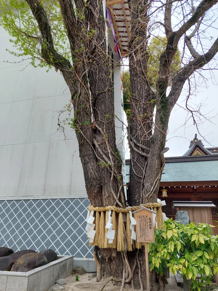 夫婦銀杏