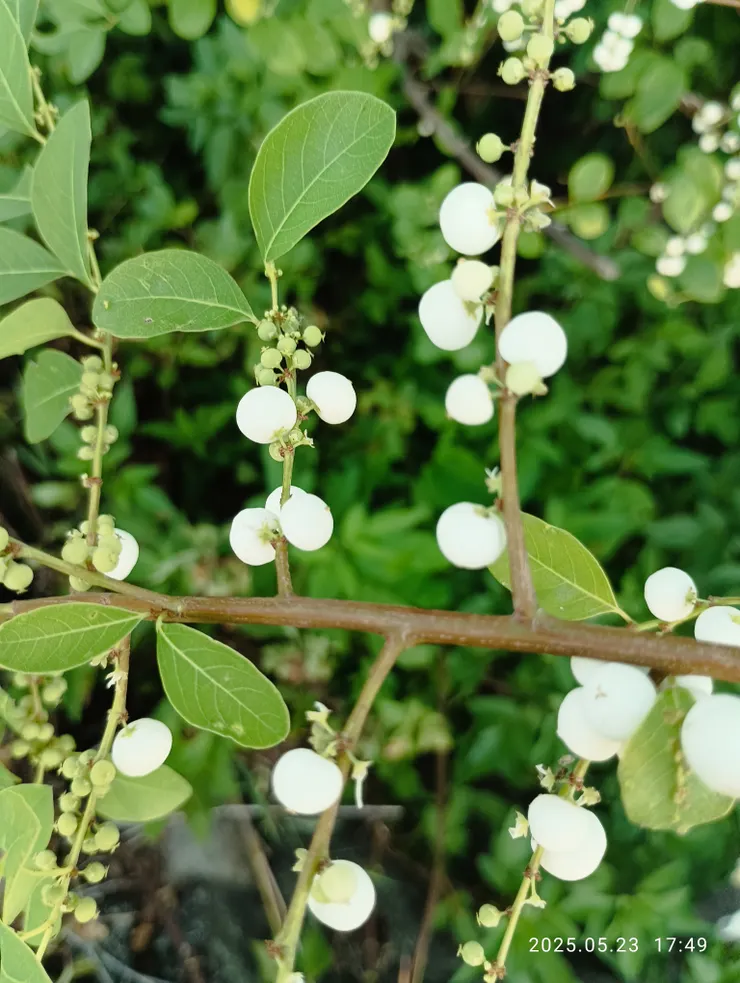 近拍；樹齡未臻不結果，老樹修翦來年果不結，自觀察後的結論