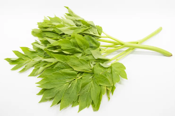 明日葉(圖源:Photo AC)