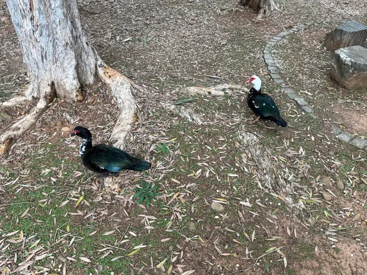 2026/01/19 散步時看到的鴨子