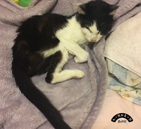 黃金最後一哩路，看得都很心疼，真的無法言語...