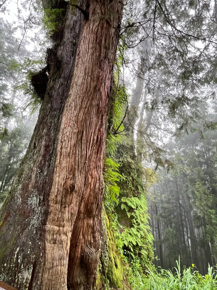 小愛 攝於阿里山 2025