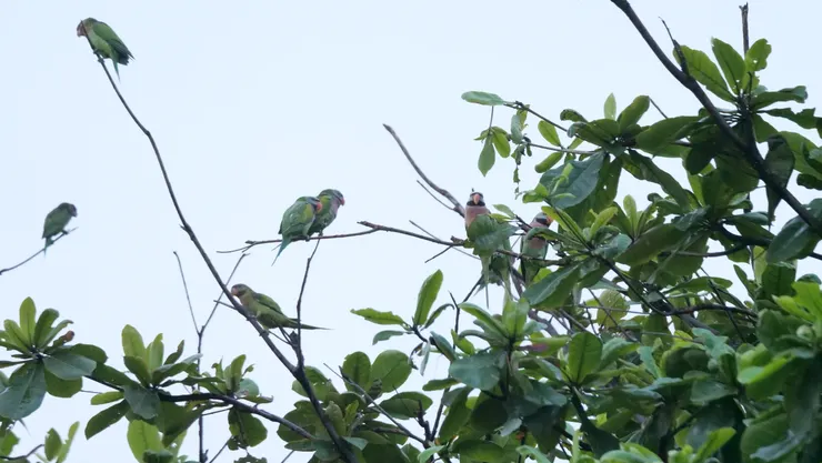 隨便一按便拍到好幾隻