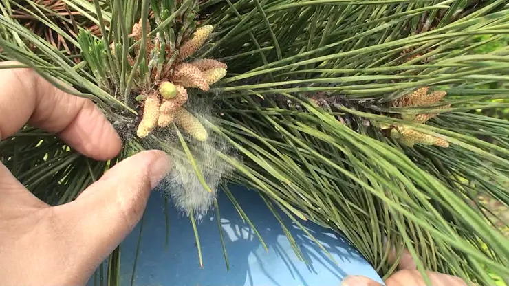 松花是藉著風力傳播花粉，只要在成熟的雄性花穗上用手指輕彈，就會掉落一堆花粉