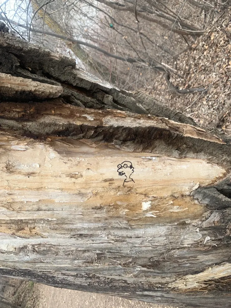 加拿大北薩河河谷的一棵樹