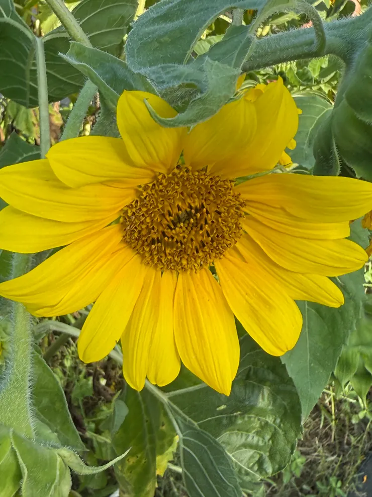 2026/04/26 不知道是不是向日葵