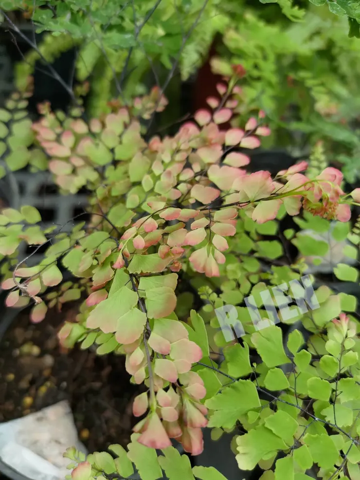 作者拍攝特別的植物