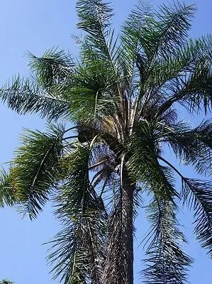 src