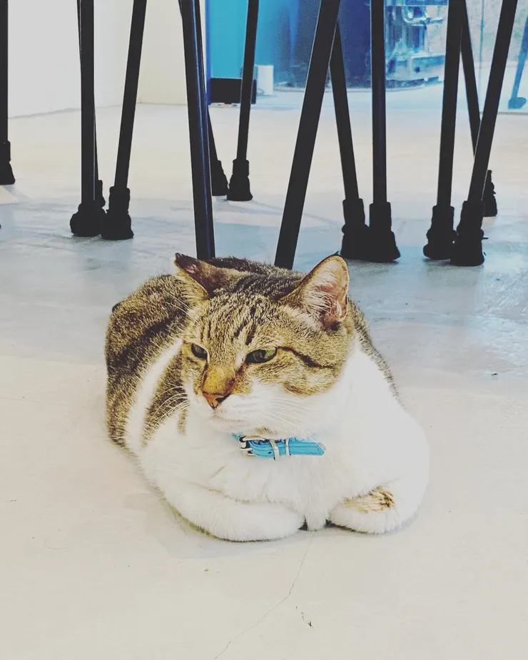 擼貓也是我的放鬆手段之一:)