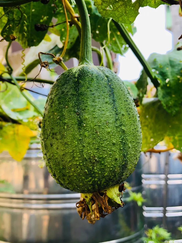 有著獨特西瓜紋的「蘋果絲瓜」
