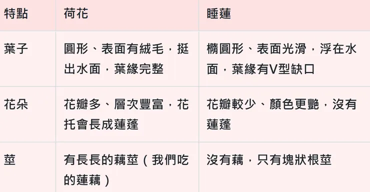 荷花 vs 睡蓮：別再搞混啦！