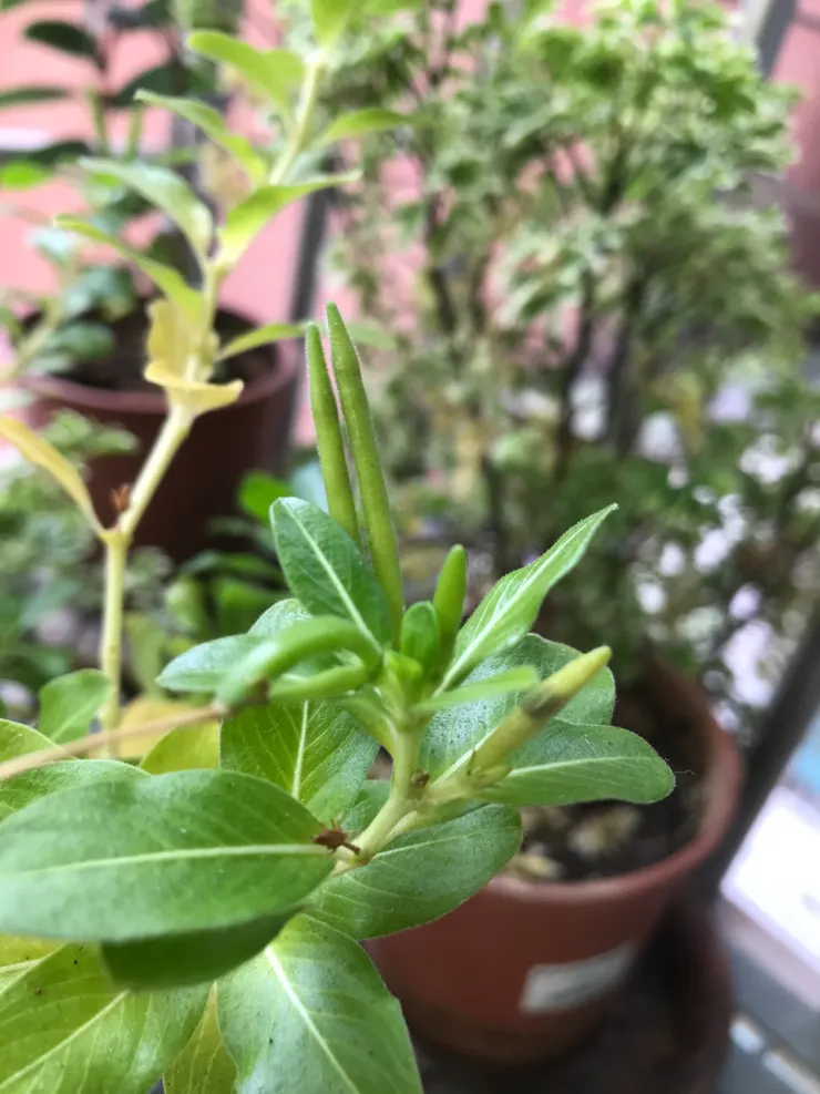最右邊那個種子莢已變淺綠色，裡面的種子都已肉眼可見，那就是可採收了