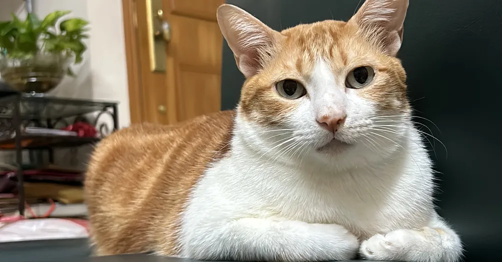 會讀書的小紫薯