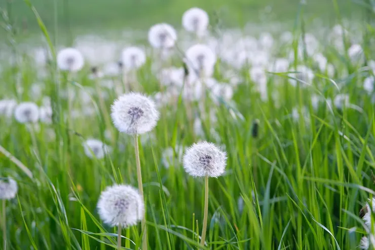 該圖片由Inn在Pixabay上發佈