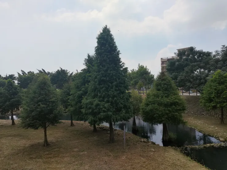 好像 聖誕樹的樹種