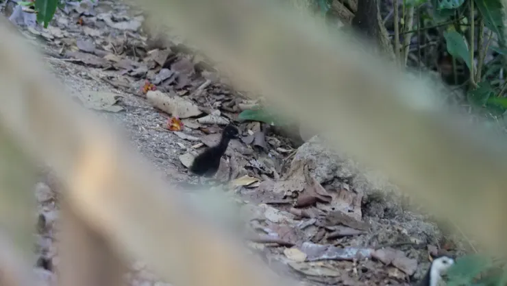 未成鳥的小黑雞