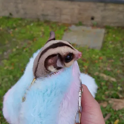 Strong思闖的沙龍