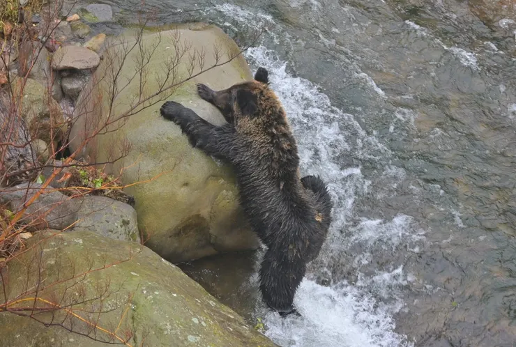 在石頭上滑到的熊/攝影NANA濕婦