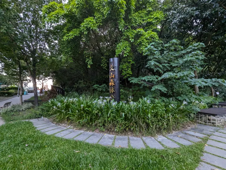 文山森林公園步道旁有著一大區塊的小花蔓澤蘭聚落