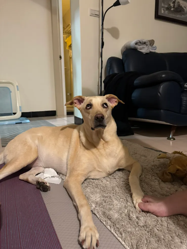 說書人在捉弄雞蛋，雞蛋常常用這種眼神看說書人🤣 沒有狗狗受到傷害