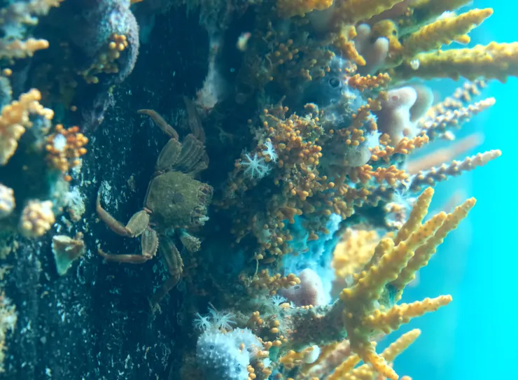 觀景窗觀察海洋生態