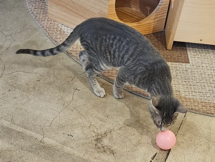 喜歡玩球的可愛小貓