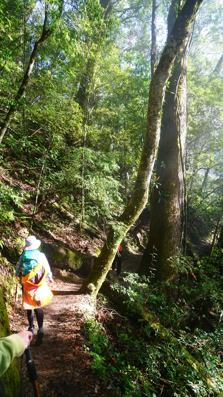 高聳巨木漸地的出現