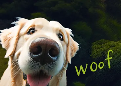 黃金Kiwi-阿發的紐西蘭生活談