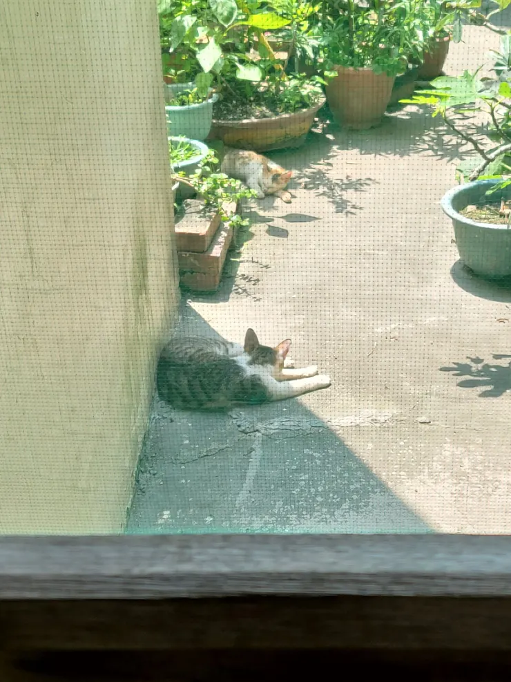 隔著後院的紗窗門看出去，那裡曾經有貓，而我的身邊有碎念的老媽。