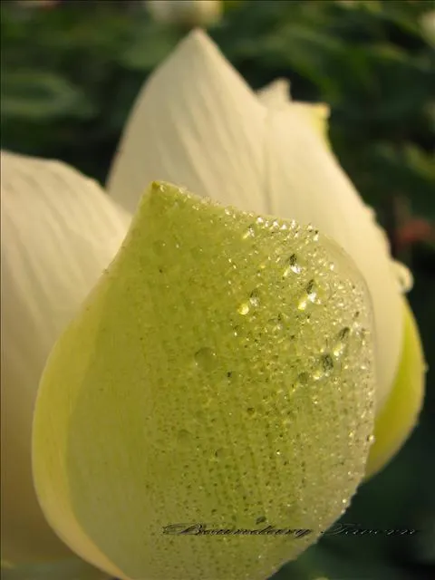荷花入菜一般都用白荷，因為紅色荷花有個澀味