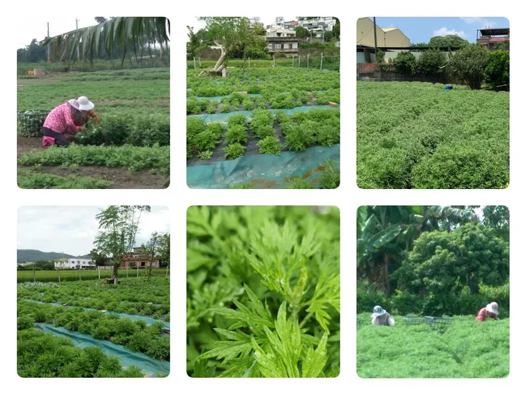 圖片來自艾草之家