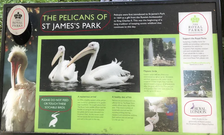 St. James's Park標誌出Pelican鵜鶘的出處及長相