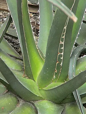 src