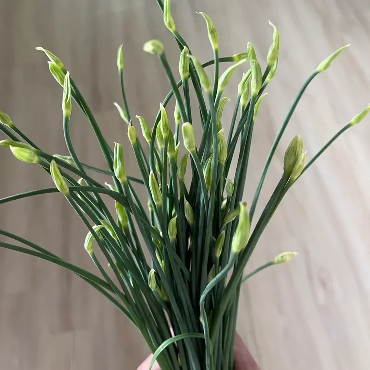 韭菜花長這樣,上頭圓尖圓尖的就是花苞