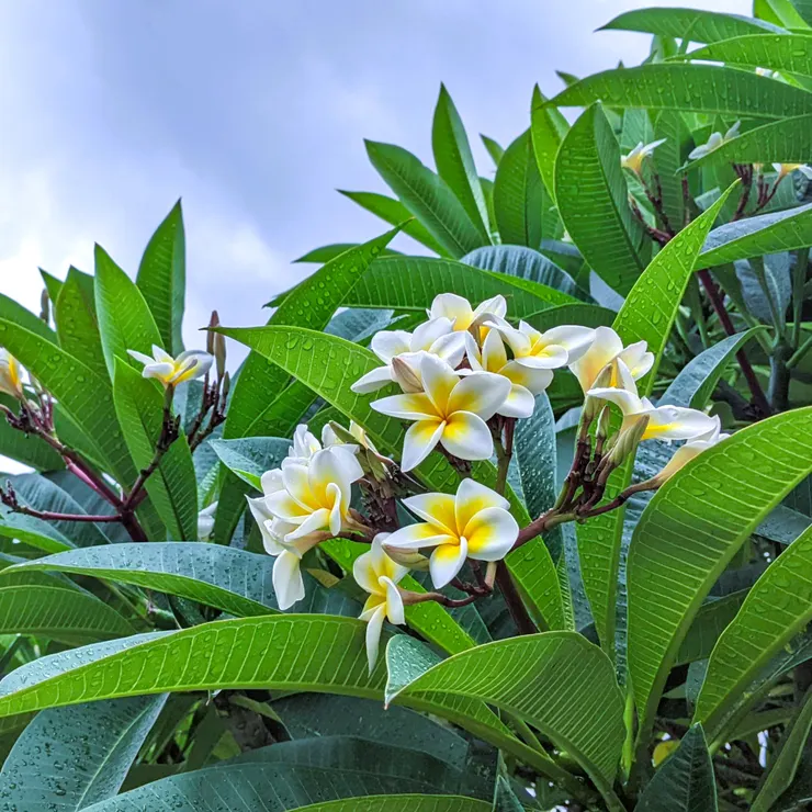 因為他，讓我發現早晨看到花心情會很好。獻給看到這裡的你，祝福你今天也有美好的一天：）
