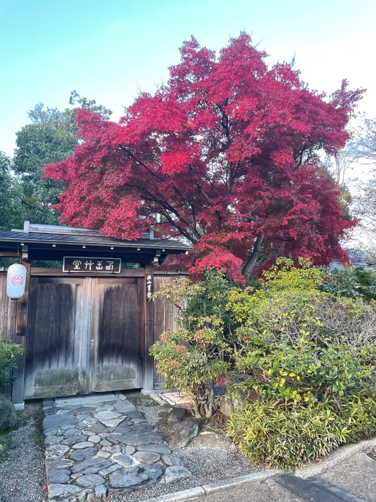有一些店家外面的楓葉超紅，紅到好像假的，超像聖誕紅！&nbsp;