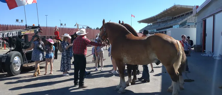 準備上場比賽的馬兒