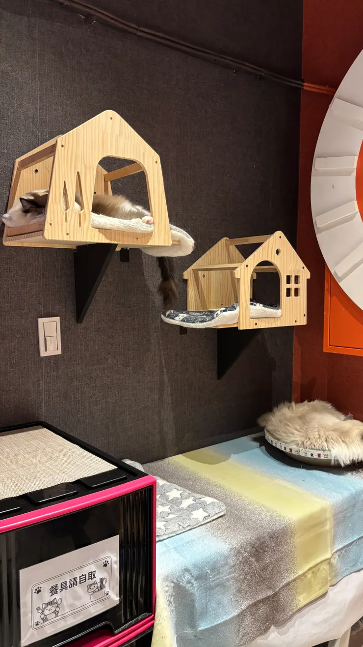 喵喵有約｜睡覺中