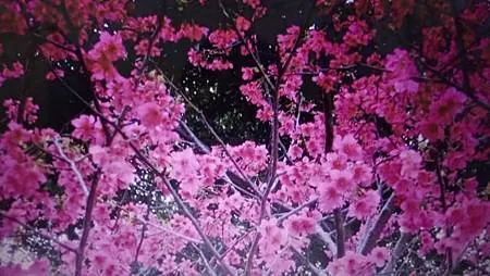 [新北美食]板橋區溪崑二街大坪數溪洲公園、私密賞櫻花地點的板