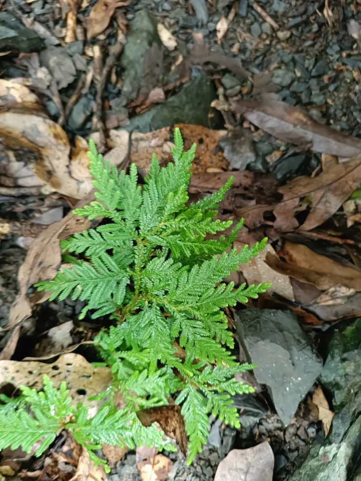 外型長得像柏樹葉子