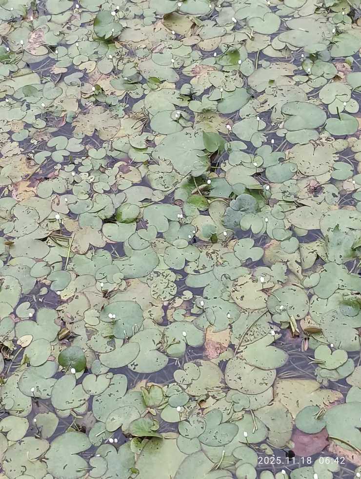 野蓮又稱水蓮，美濃，農作以野蓮,白玉蘿蔔,褔菜,毛豆較多