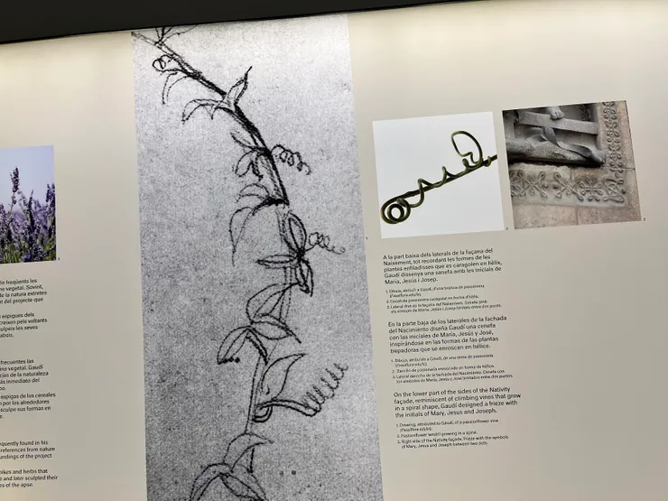 來自爬藤類植物的曲線設計