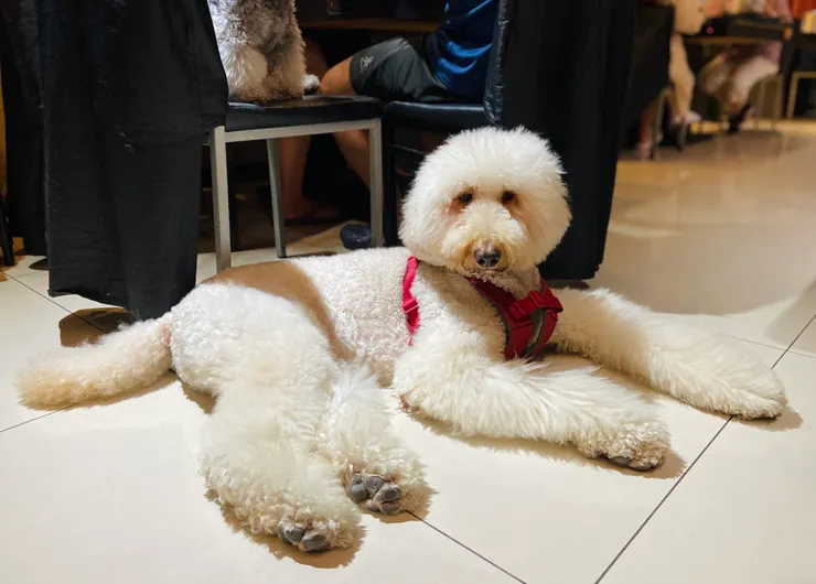 ▲ 每天一早就有小朋友來找牠玩耍