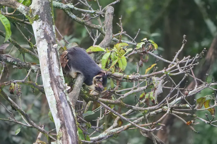 Sri Lankan Giant Squirrel (Wet Zone型）