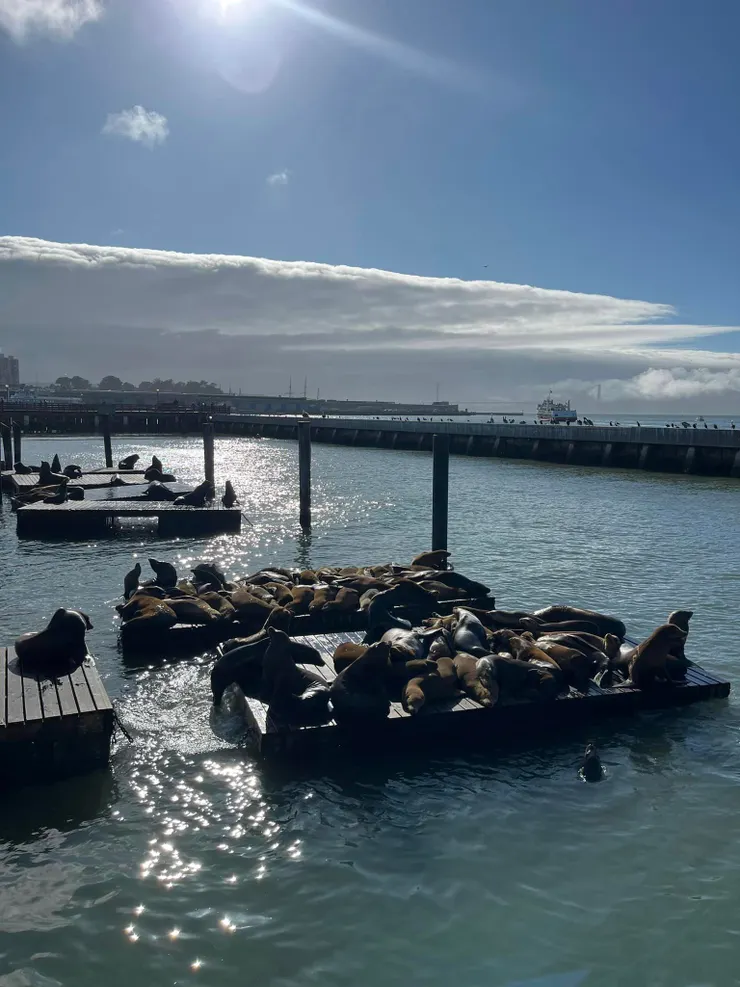 0902右邊是擠在一起的海獅，左邊是獨行俠的海獅。明明左邊空間很多啊。