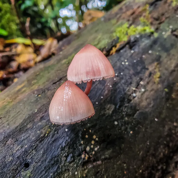 猜它是紅紫柄小菇。粉嫩多汁的樣子好可愛啊～～